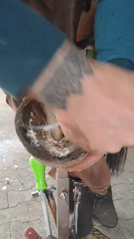 Satisfying!!! #horse #farrier #satisfying #hoof #asmr #hooftriming #oddlysatisfying #animalsoftiktok 