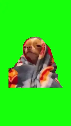 Blanket Dog Laying Down | Green Screen #meme #dog #dogmeme #viral #fyp #inmyfeelings #memes 
