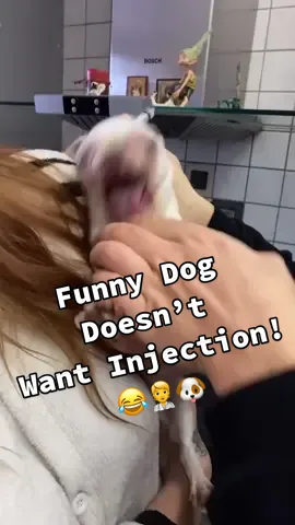 “You said we were going to the park, mom!” 😠🐶🧑‍⚕️ (Via - @Леся Пиндюра) #Dogs #Chihuahua #Veterinarian #Fails 