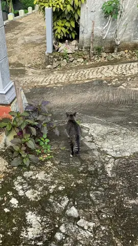 Duwe kucing 1 waw cidro i cah🤣#fypシ゚viral #kucinggemoy 