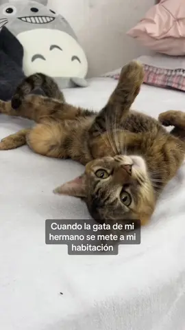 #humor #gatos #icarly 