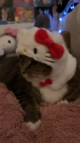 🥹🥹 • • • #hellokitty #cat #catsoftiktok #catlover #hellokittylover #kawaii #foryou #cute 