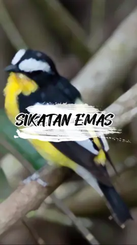 Sikatan Emas, Si mungil yang bewarna cantik #sikatanemas #sikatan #kicaumania #kicau #burung #burungkicau #gacor #tledekan 