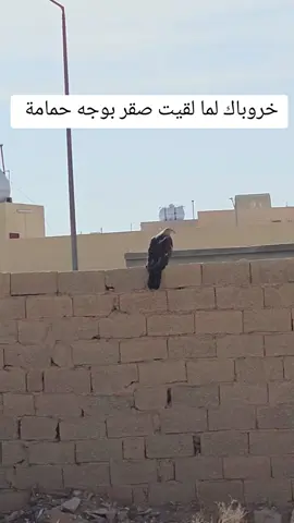 وش هالطير تكفون ذبحني الفضول اعرف وش نوعه مره كبير احسبه صقر 😅#صقر #صقور #اكسبلور #الشعب_الصيني_ماله_حل 
