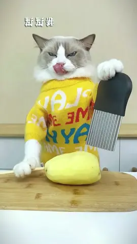 #kittygod_cn #puffcorn #thatlittlepuff #cute #cats #catlover #catsoftiktok 