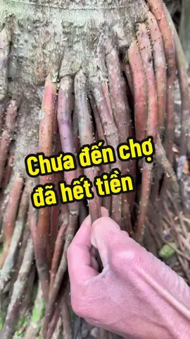 Chưa đến chợ đã hết tiền. #thaoduoc #thaoduocdantoc #thaoduocdantoccaolan #LearnOnTikTok #chuthanhthaoduocdongbac 