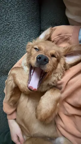 Coopy’s yawns are the best #goldenretriever #fypage #fy #puppy 