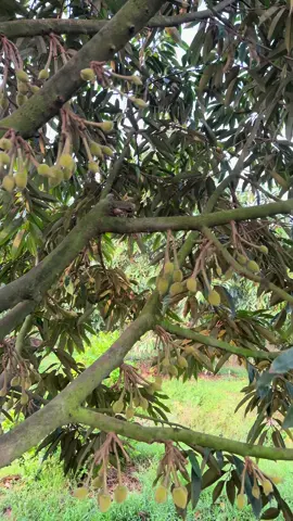 Bắt đầu phun phun dưỡng lớn trái chuẩn bị bón phân nuôi trái sầu riêng #saurieng #locsaurieng #kythuatsaurieng 