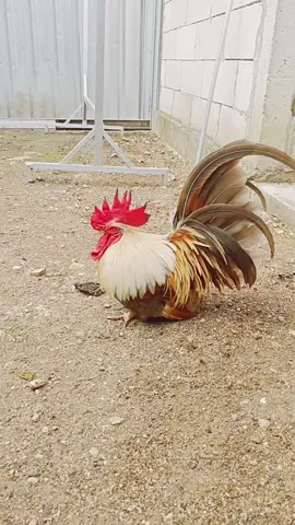 #ayamkate #japanesebantam #chabochicken #ayamhias #ayamhiasindonesia #backyardvibes #chicken 