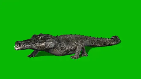 Alligator Just Walking Along Animated | Green Screen #greenscreen #greenscreenvideo #greenscreentiktok #alligator #alligatorsoftiktok #walking #outforastroll #animated #animatedtiktok #reptile #reptilesoftiktok #animatedvideos #chromakey #graphics #projects #animalvideos
