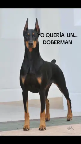 TOCA AMARLA...GUCCI...YA 3 MESES 🫶 MI NIÑA MINI DOBERMAN 🦮#AMOR #DIG #GUCCI #DIBERMAN #miniatura #amoalosperros #PISCHERS #guayaquil_ecuador #FANS