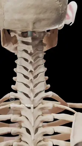 3d model of the human skeleton anatomy  #humanbody #Science #skeleton #digitalmuseum  Music by: Pluko