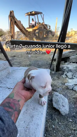 Gracias por el amor a junior ❤️🥺#pueblamexico🇲🇽💜🥳🚏🌳 #mexico🇲🇽 #perritos #perritostiktok #adoptando #adoption #perrocallejero #adoptanocompres #calle #amor❤️ #puebla #perritostiktok 