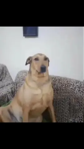 day1 - - - - - - - #kanepeninköşesindesabhliyorum #kanepe #köpek #komik #video 