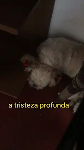 Muito triste a vida do cachorro que não pode nem comer um papelãozinho em paz sem levar bronca 😭😭😭 #PetsOfTikTok #shitzu #shitzubrasil 