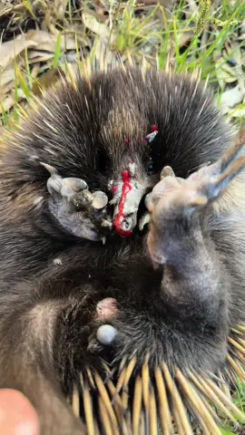 This was a good luck story, we got a call that there was an echidna 🦔 upside down in the middle of the road, when we arrived i thought he was a goner for sure  his feet were up in the air and he was not moving ☠️ then as i pulled up he wriggled around and flipped back onto his feet.. but he could still  not walk of function, i think he had concussion still.. then a massive truck just missed him.. but we then quickly scooped him up and rushed him home.. on inspection it was found he was lucky to only have a few cuts on his beak and a scratch on his left foot, a few broken quills and a big headache..so we cleaned him up and also treated him for worms and all the ticks he was covered in..after a few days he was back into full swing and we let him go back in the bush.. echidnas are hard to care for because they have a pretty unique diet of ants and bugs and also they are super stong and covered in spikes.. but ashlee and amber did a super job helping me out.. and this little aussie battler gets to live to fight again another day ❤️❤️🦔🛟🍻 #echidna #onya 