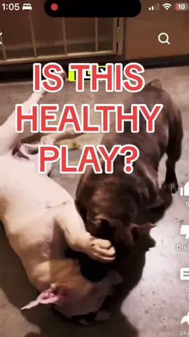 I’ve seen worse but this is a good example of why you should pay attention to your dogs when they play.  There are subtleties here that can easily be overlooked.  Two reasons why I would step in.  1: I wouldn’t want the brown pity to practice being a bully to other dogs.  2: If the white pity is never able to take on the  role of the “aggressor” then it is too one sided for my liking.  Healthy play is generally balanced with both dogs switching roles and positions.  If I had to a make an assumption about their relationship based on this clip of them playing, I’d say the white pity is usually more submissive and the brown pity imposes his will and ignores cues given by the other.  Now, will something bad happen between these dogs or dogs that have similar play? I can’t say for sure, but for me, I usually take a preventative approach when it comes to potential problems and I do not allow bullying in any way.  Personally, I would rather avoid a possible problem in the future and prevent things from escalating and getting out of hand.  What are your thoughts?  #pitbullofficial #pittyplay #dogbehavior #dogplay