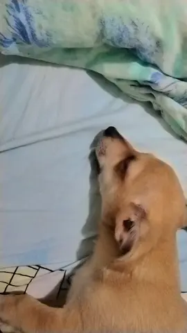 Les presento a nuestra 2da belleza del hogar. ¿Qué les parece?🥺😍😍🐶🐶