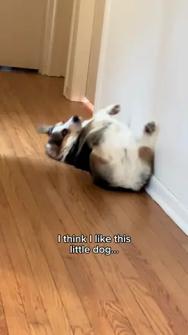 I think i like this little twog ❤️ #corgi #cute #dog 