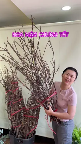 Tết này chưng hoa Mận vừa lạ lại vừa đẹp. Số lượng có hạn mọi người đặt sớm nhé! #tigonflower #hoatet #hoaman #phulieuhoa 