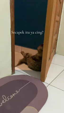 #kucing #fyp #kucinggalau💔😿 #kucing #fyp #kucinggalau💔😿 