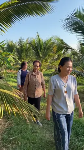 เจ้าของสวนมะพร้าว บ้านทุ่งสหายแสง คุณครูพูนสุข โพธิ์สุุ พร้อมเพื่อนๆพากันเดินชมสวนมะพร้าวครับ #ครูแก้ว #สหาย #เปิดการมองเห็น #ติดตามมาติดตามกลับ #ภูมิใจที่เป็นไทย #ศุภชัยโพธิ์สุ #นครพนม #เกษตรกร #มะพร้าวน้ําหอม #สวนมะพร้าว🥥 #วันสบายๆ 