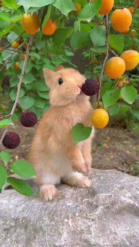 #cute #rabbit