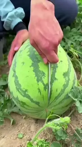 buah semangka ungu