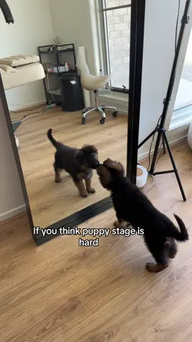 Teenage german shepherd makes puppy german shepherd seem like a piece of cake. 😅🐶. #germanshepherddog #germanshepherdpuppy #cutepuppy #puppylife #dogmomlife #doglover #teenagedog ##DogTraining