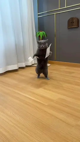 Tự nhiên biết đi bằng hai chân luôn #animals #funnyvideos #funnycat #lovecats #cat #kitten #cutecat #cats #cute #fyp 