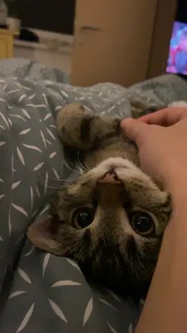 Neo sugar part 2 #neo #kitten #babycat #fyp #cats #catsoftiktok #cat #Love #sleepy #cute #aesthetic #kittenboy #viral_video #eyes #eye #bigeyes #eyelash 