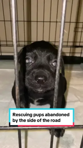 @Healing Heart Rehab rescued these adorable pups giving them the love and care they deserve ❤️  ##abandoned##puppytiktok##rescuepuppies##dogsofttiktok