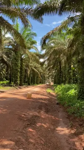 #kurirsawit #platkhnihhbosss #drivermuda #cahayafashion rombongan kurir TBS 