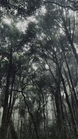 Suasana alam yg tenang dan syandu tidak bisa di daptkan di dalam penaknya kota #fyp#murottalquran #viral#berndatiktok #ketenanganhati #ketenanganjiwa #bacaan_alquran #hutanlumut #bulubaria 