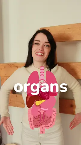 The body organs. Do know these words in English? Test your knowledge! 🧠 #englishvocab #english 
