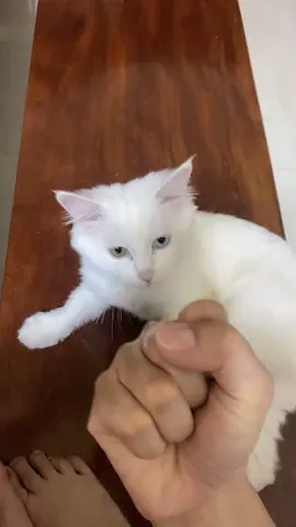Tình chủ tớ cảm động