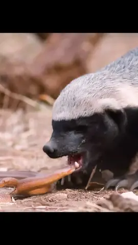 #amazinganimalsworld #wildlifeoftiktok #fyp 