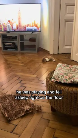 Eepy Yasio🥹 #orangecat #kittensoftiktok #kitten #eepycat 