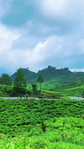 Cung nu terang😁 #urangsunda #kebunteh #pemandanganalam ##jawabarat #fyp 