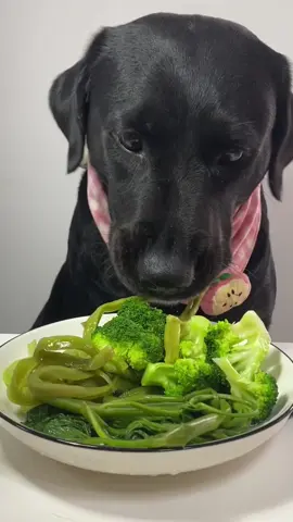 Dog eat so cute #dogeat #dog #eat #eating #mukbang #foryou #tiktok #fyp #dogitaly 