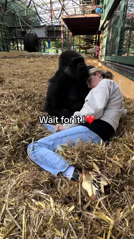 #foryourpage #foryou #foru #foryoupage #fyppppppppppppppppppppppp #gorilla #viral #fypage 