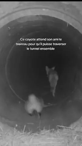 Les animaux sont si purs