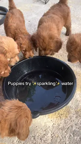 Puppies taste sparkling water for the first time! Volume 🆙 #puppies #goldendoodlepuppy #cutedog 
