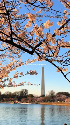 living in washington, dc is a dream ☁️ i feel so lucky i get to live in one of my favorite cities! #washingtondc #dctiktok #dc #gooddaydc #dmvtiktok #dctok #washington_dc #thingstododc #igdc #aestheticvideos #dcliving #dcthings 