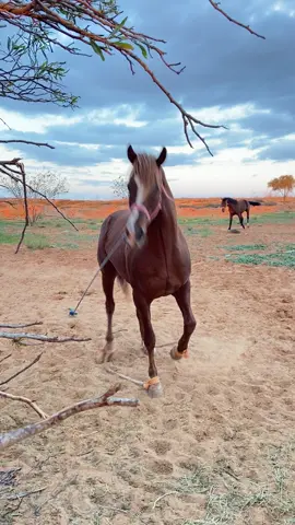 #جمال_الخيل #دكر_الله_واجب #كبدي❤️✈️ #بسم_الله_ماشاء_الله #زاد_الخير🏆 🐎#ليبيا_سرت #ادكروالله🥀 #نادي_نجوم_الخليج_سرت______❤️ #fypシ゚viral #اكسبلوررررر #