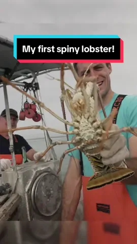 Dads disgusted! 😂 My first Spiny lobster keeper! #florida #fishing #lobsterfishing #commercialfishing #floridakeys #seafood #interesting #ocean #educate #DidYouKnow #lobster #floridakeysfishing #crabs #stonecrab #catchandcook #LearnOnTikTok 