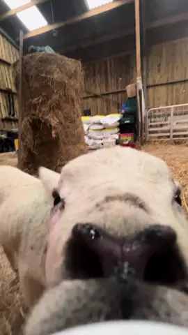 Love .5 zoom #lamb #cute #funny #zoom #lambing #lanbs #sheep #sheepfarming #farming #farmer #farm #zwartblessheep #pedigree #shepherd #shepherdess #foryou #fyp #foryoupage #fypシ #zwartbles #follow #fypシ゚viral #trending #viral #clarksonsfarm #clarkson 