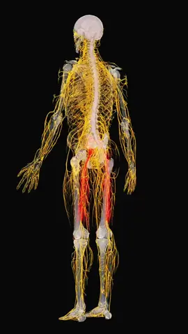 Unravel the mysteries of the sciatic nerve with SciePro's detailed models! A must-see for anyone in #MedEd and #Neurology. Learn more at https://sciepro.com.  #SciaticNerve #AnatomyEducation #science #sciart #3d #3dmodel #meded #medical #nerves #neuro #med #vray #animation #anatomy 