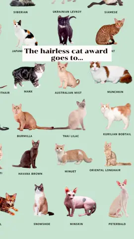 #sphynxcat #catsoftiktok #funfacts #longervideos 