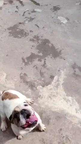 Laughing silly dog, I never thought even a dog could faint # Dog’s daily life # Pets 